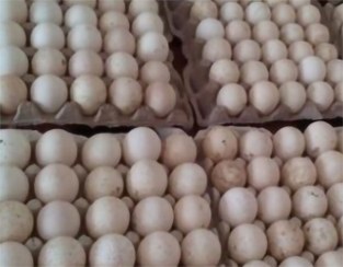 تصویر تخم نطفه دار بوقلمون نژاد برنز و اسلیت 