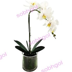 تصویر گل ارکیده تک شاخه ORK15 