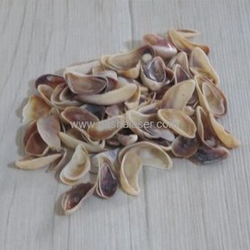 تصویر صدف کد 2330 