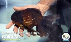 تصویر ماهی جفت گلدفیش اوراندا جاینت هافمون بلک Goldfish Oranda Giant bofalo black