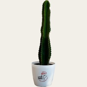 تصویر کاکتوس افوربیا 