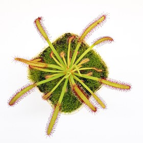 تصویر گیاه طبیعی دروزرا حشره خوار نژاد کپنسیس(سایز۳) 