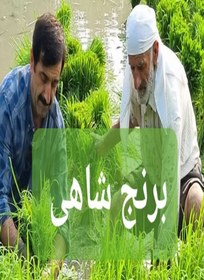 تصویر برنج طارم دونوج وحشی سوپر ویژه وزن خالص ۸۰ کیلوگرم+ ارسال رایگان تا درب منزل 