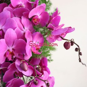 تصویر جام گل بله برون 