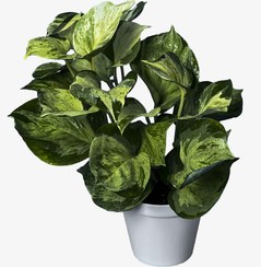 تصویر گیاه پتوس منجولا 