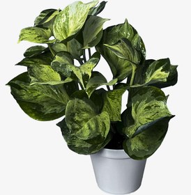 تصویر گیاه پتوس منجولا 