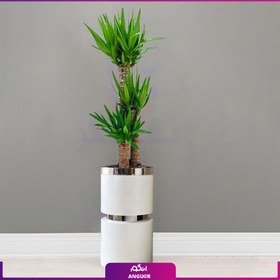 تصویر گلدان هدیه VIP فایبر گلاس با یوکا سه شاخه بزرگ + زیر گلدانی چرخدار 