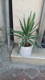 تصویر گل زیبای یوکا 