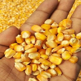 تصویر ذرت کلاسیک جمع - 2 کیلوگرم 