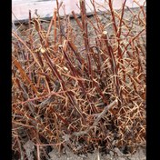 تصویر نهال زرشک پفکی ۱۰ عدد 