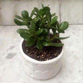 تصویر فروش گل کراسولا 7086 