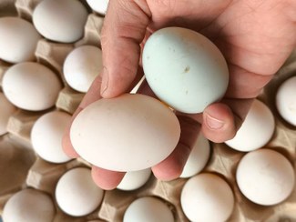 تصویر تخم اردک 