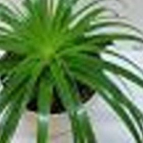 تصویر آناناسی 