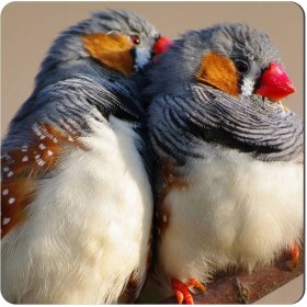 تصویر مگنت طرح فنچ کد NIM466 