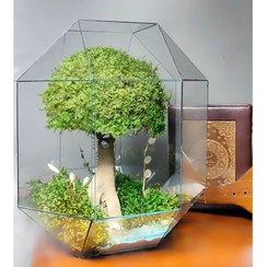 تصویر تراریوم درخت جاودان (مومیایی شده) 007 