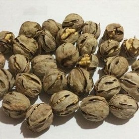 تصویر نهال گردو شیلی 