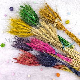 تصویر گل خشک مدل گندم 