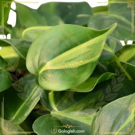 تصویر اسکاندیس ابلق 