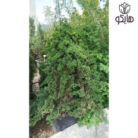تصویر سرو ستاره‌ای 
