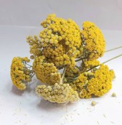 تصویر گل بومادران اعلا 