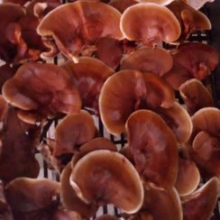 تصویر قارچ گانودرما لوسیدم بسته 100 گرمی (ریشی) ganoderma lucidum mushroom