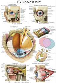 تصویر پوستر آناتومی چشم - (مجموعه پوسترهای آناتومی) - Eye Anatomy 