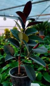 تصویر فیکوس بلک مادری 