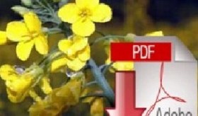 تصویر کلزا کشاورزی 