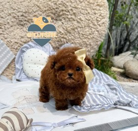 تصویر سگ پودل عروسکی 