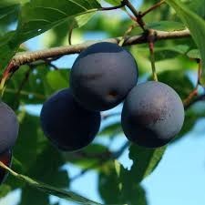 تصویر آلو سیاه ارگانیک 