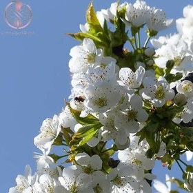 تصویر نهال آلبالو 