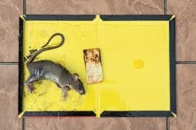 تصویر تله چسب موش کتابی تا شو نبرد ا Nabard rat and mouse glue trap Nabard rat and mouse glue trap