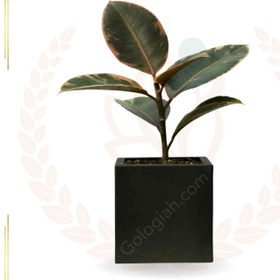 تصویر فیکوس شرابی 