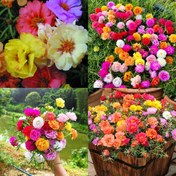تصویر بذر گل ناز آفتابی الوان ۲۰۰ عدد 