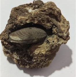 تصویر فسیل صدف کامل 