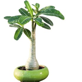 تصویر آدنیوم بنسای 