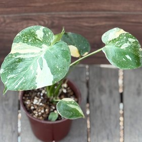 تصویر مانسترا تای کانسلیشن Monstera thai constellation