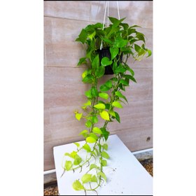تصویر پوتوس نئون آویز بلند پر شاخه 