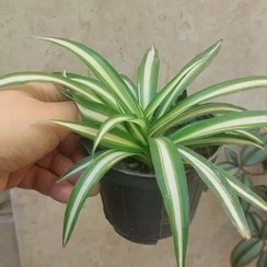 تصویر گیاه گندمی ابلق روشن سایز متوسط(spiderplant) 