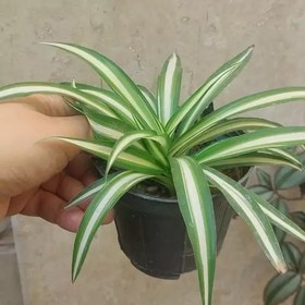 تصویر گیاه گندمی ابلق روشن سایز متوسط(spiderplant) 