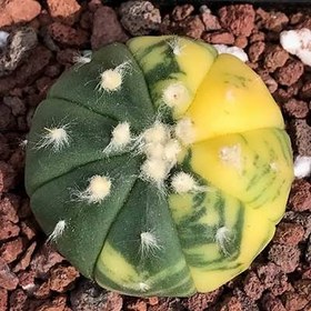 تصویر بذر کاکتوس آستریاس ابلق 