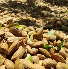 تصویر بادام مامایی 