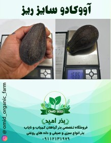 تصویر میوه آووکادو سایز ریز 