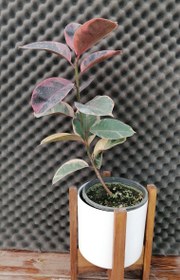 تصویر فیکوس شرابی Ficus elastica