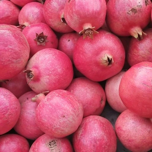 نهال انار رباب