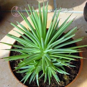 تصویر بذر کاکتوس آگاو استریکا 10 عددی 