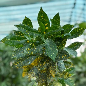 تصویر آکوبا طلایی 