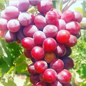 تصویر انگور رقم فلیم سیدلس بدون هسته 