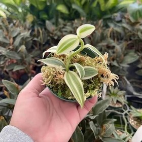 تصویر بذر ارکیده وانیل 10 عددی 