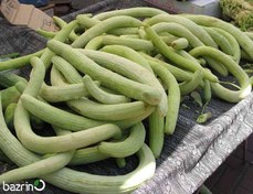 تصویر بذر خیار چنبر هیبرید ۱۰ عددی 